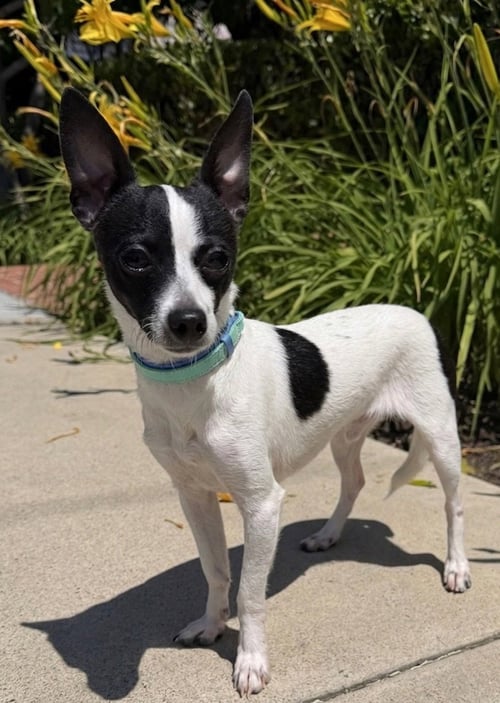 MOO CHI - Chihuahua available for adoption