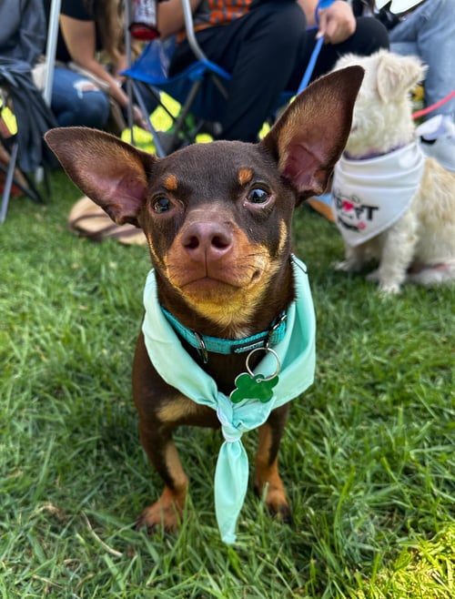 DODGER - Dachshund / Chihuahua available for adoption