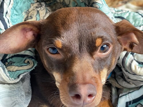 DODGER - Dachshund / Chihuahua available for adoption