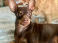 Dodger - Photo 3
