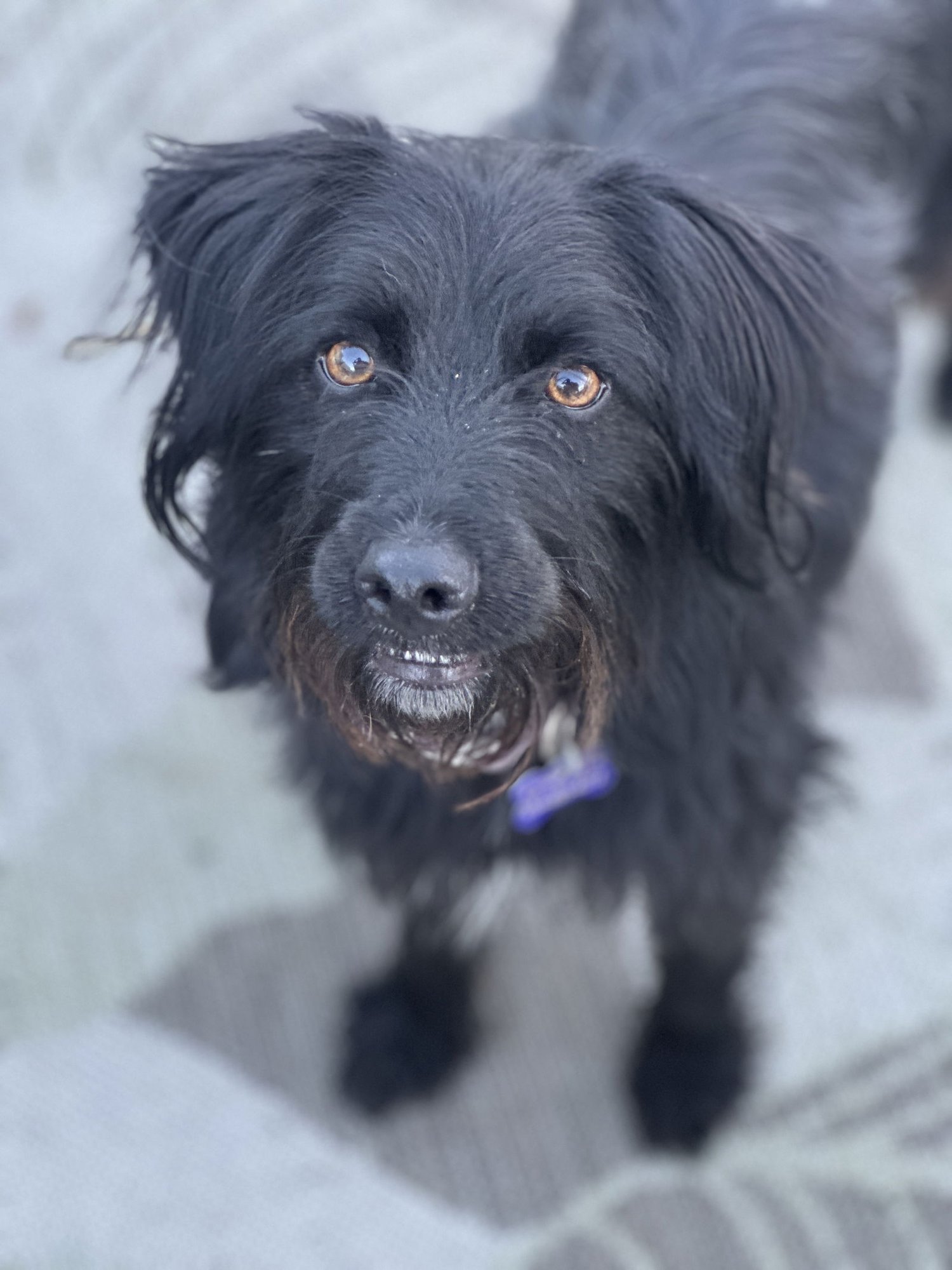 MONINA - Scottish Terrier Scottie / Skye Terrier available for adoption