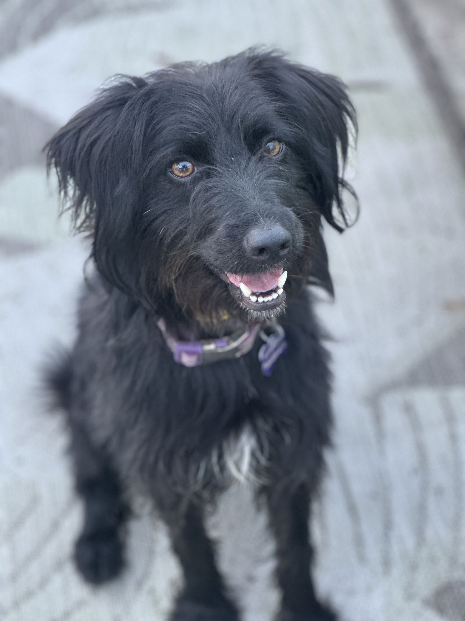 MONINA - Scottish Terrier Scottie / Skye Terrier available for adoption