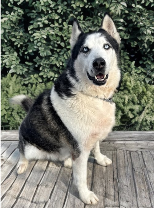 AXEL - Husky available for adoption