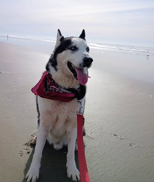 AXEL - Husky available for adoption