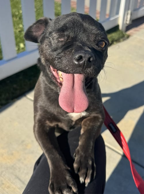ONE EYED OREO - Pug available for adoption