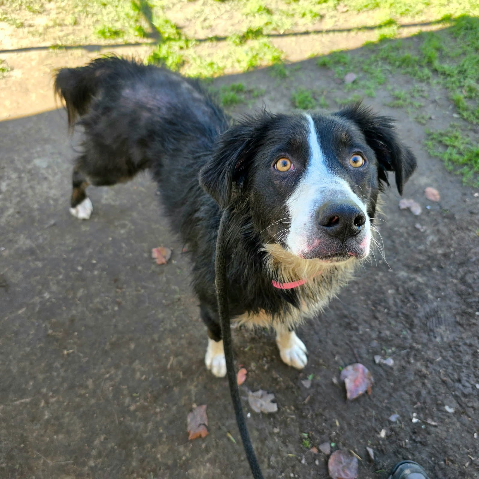 SWISS MISS - Border Collie / Australian Shepherd available for adoption