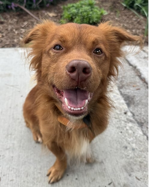 CLIFFORD - Nova Scotia Duck-Tolling Retriever available for adoption