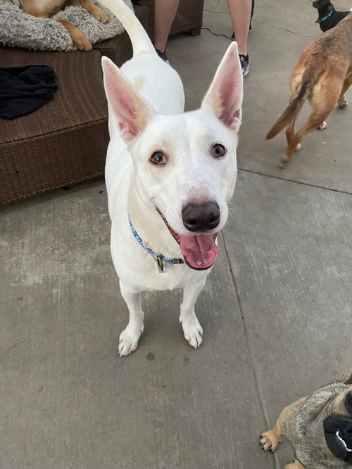 BRONCO - White German Shepherd available for adoption