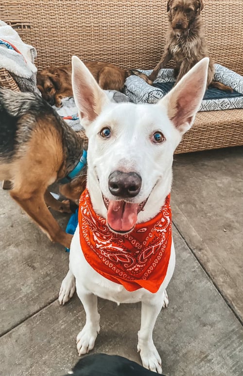 BRONCO - White German Shepherd available for adoption