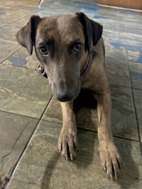 Olive - Photo 2