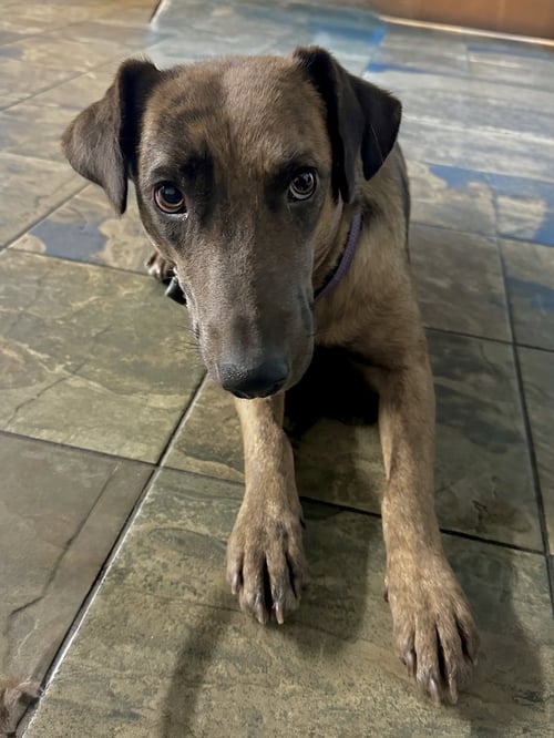 OLIVE - Retriever available for adoption