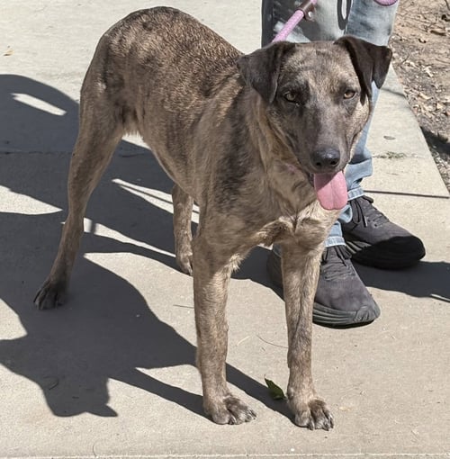 OLIVE - Retriever available for adoption