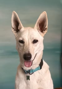 Gracie Mae - Photo 1