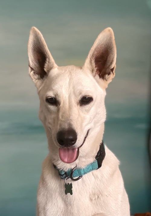 GRACIE MAE - White German Shepherd / Labrador Retriever available for adoption