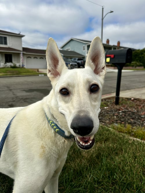 GRACIE MAE - White German Shepherd / Labrador Retriever available for adoption