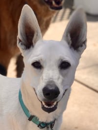 Gracie Mae - Photo 3