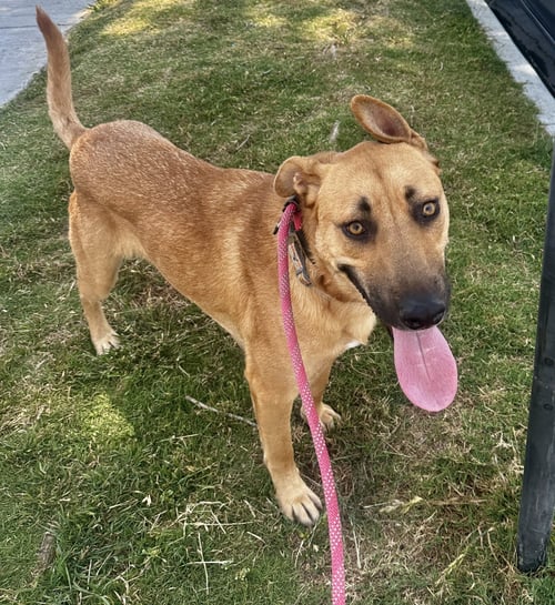 RIO - Shepherd available for adoption