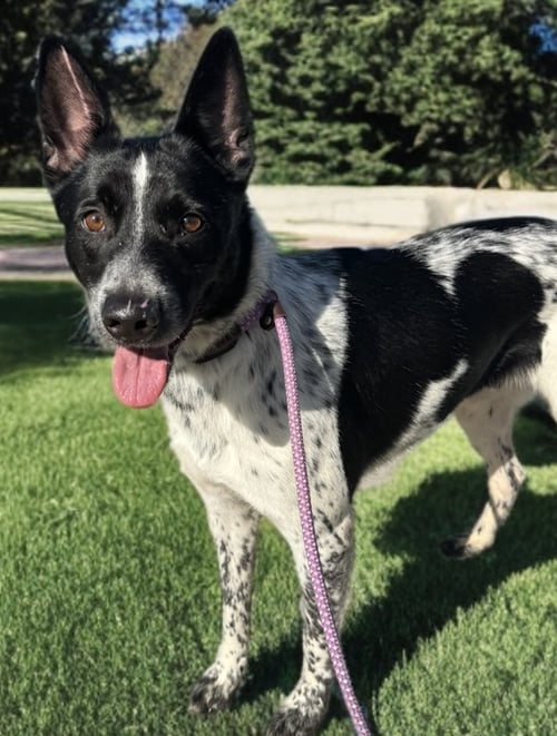 MACALLAN - Cattle Dog / Australian Cattle Dog/Blue Heeler available for adoption