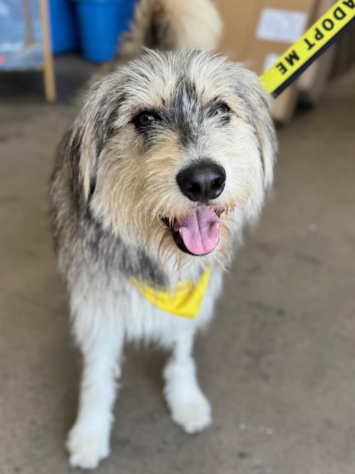ODIN - Irish Wolfhound / Picardy Shepherd available for adoption