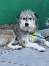 Odin - Photo 3