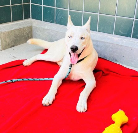 WINTER * COURTESY POST* - Husky available for adoption
