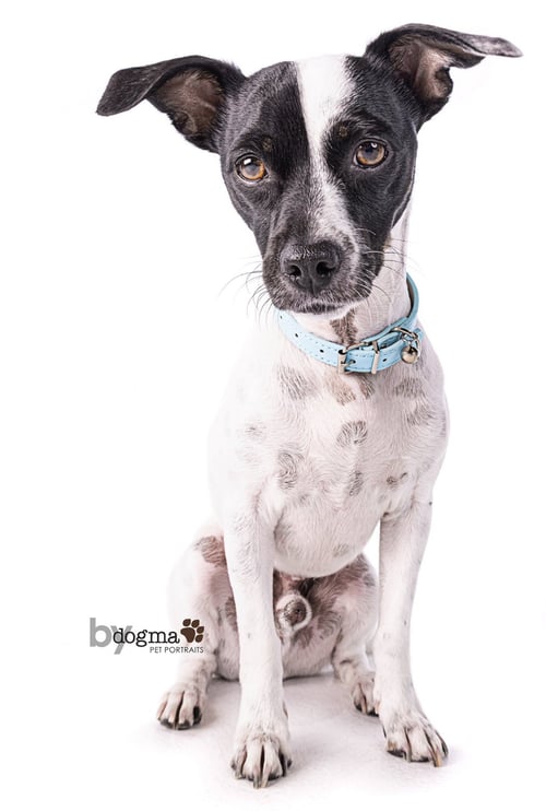 LITTLE BOY *COURTESY POST - Rat Terrier / Jack Russell Terrier available for adoption