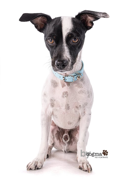 LITTLE BOY *COURTESY POST - Rat Terrier / Jack Russell Terrier available for adoption