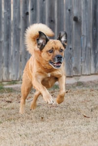 Mason - Photo 5