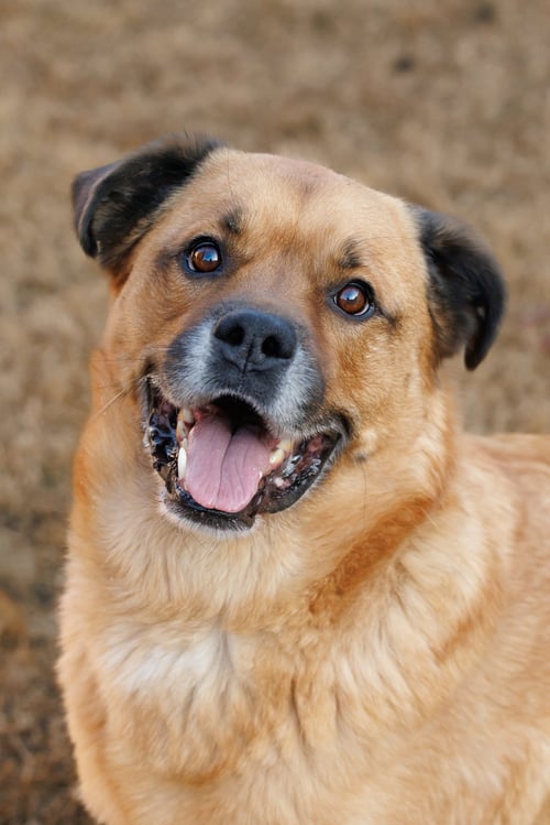MASON - Golden Retriever available for adoption
