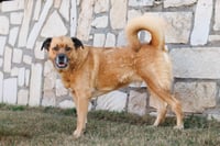 Mason - Photo 7