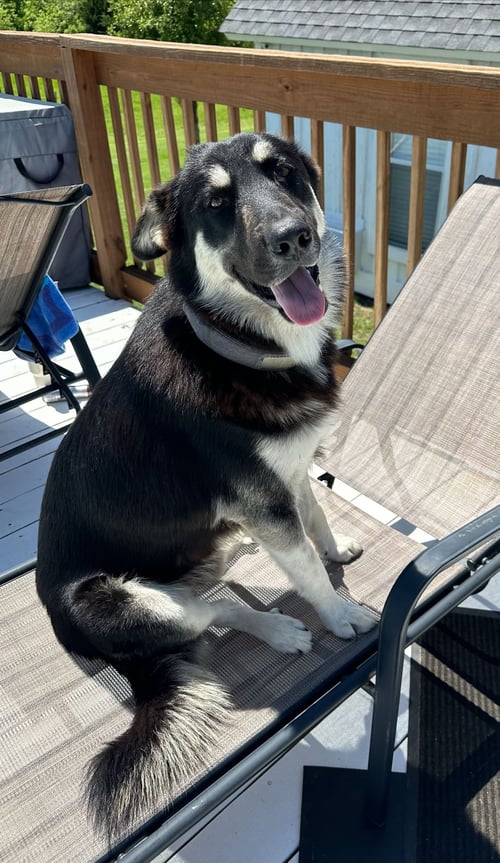 BINGO - German Shepherd Dog available for adoption