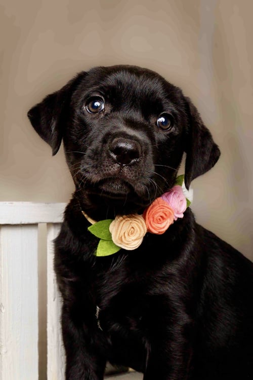 CORDELIA - Labrador Retriever available for adoption