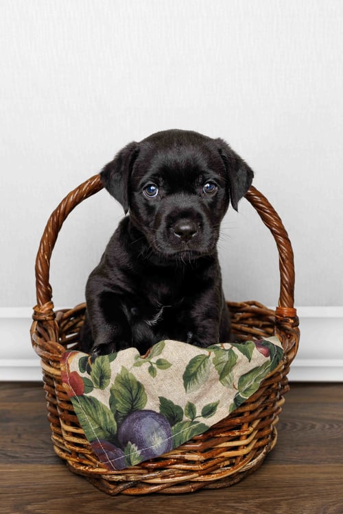 CORDELIA - Labrador Retriever available for adoption