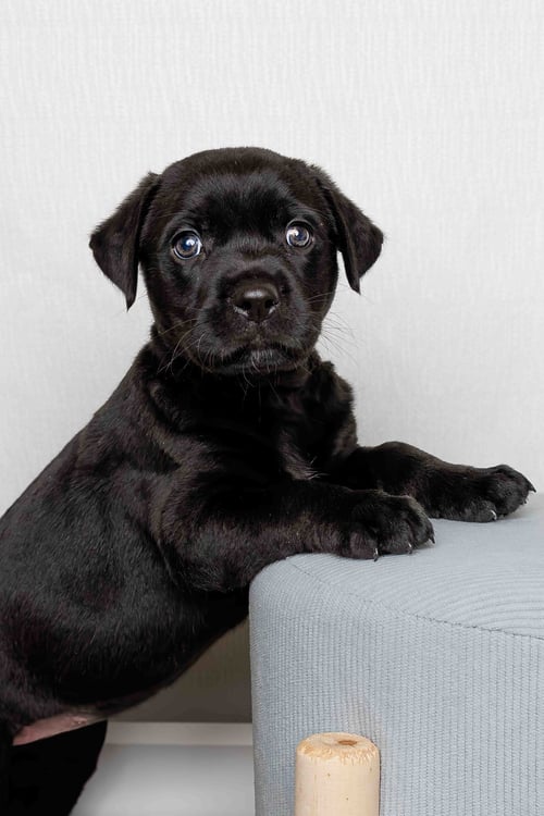 CORDELIA - Labrador Retriever available for adoption