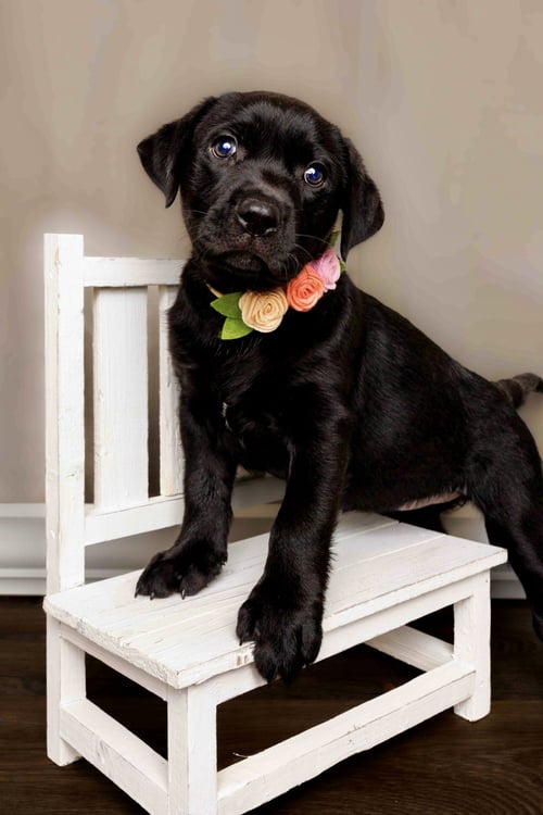CORDELIA - Labrador Retriever available for adoption