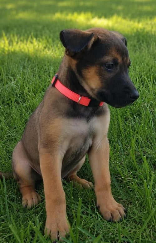 SADIE - Black Mouth Cur / Australian Cattle Dog/Blue Heeler available for adoption