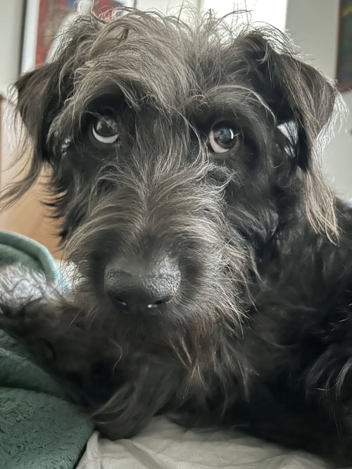 DOLLY - Schnauzer / Terrier available for adoption