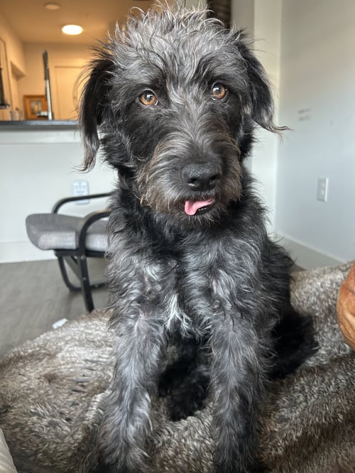 DOLLY - Schnauzer / Terrier available for adoption