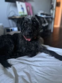 Dolly - Photo 4
