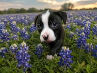Bluebonnet - Photo 3