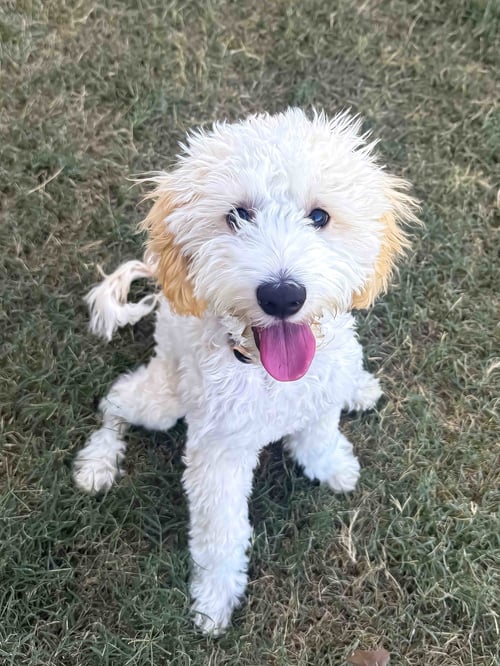 THEO - Maltese / Poodle (Miniature) available for adoption