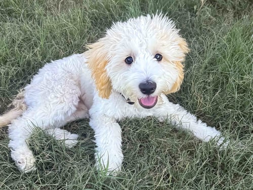 THEO - Maltese / Poodle (Miniature) available for adoption