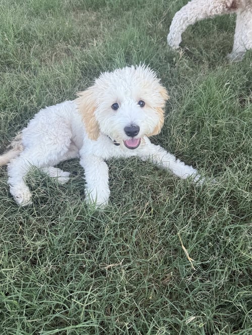 THEO - Maltese / Poodle (Miniature) available for adoption