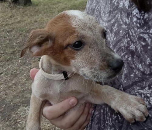 LYRA - Black Mouth Cur / Australian Cattle Dog/Blue Heeler available for adoption