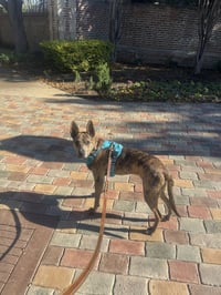 Saint- Diamond Dog - Photo 6