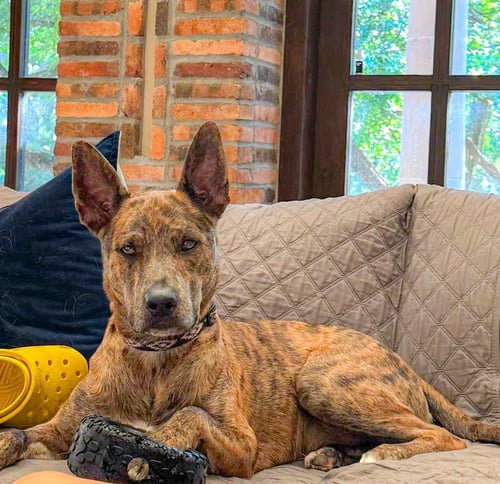SAINT- DIAMOND DOG - Dutch Shepherd / Catahoula Leopard Dog available for adoption