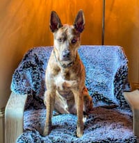 Saint- Diamond Dog - Photo 4