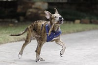 Saint- Diamond Dog - Photo 10