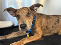 Saint- Diamond Dog - Photo 12