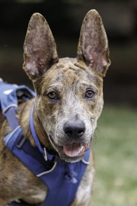 Saint- Diamond Dog - Photo 2
